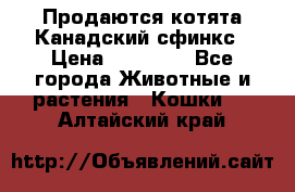 Продаются котята Канадский сфинкс › Цена ­ 15 000 - Все города Животные и растения » Кошки   . Алтайский край